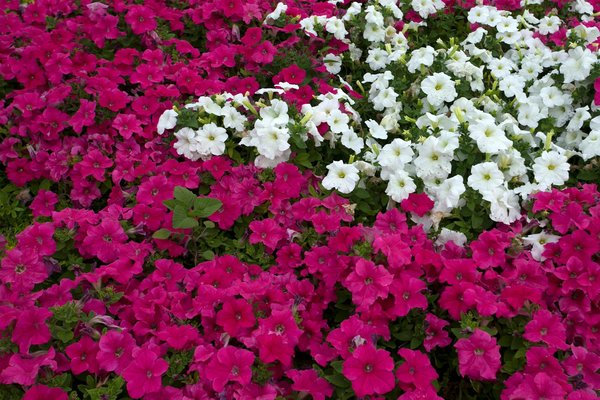 Slots De Jeu D Argent