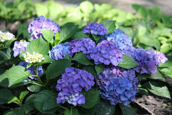 Schéma Pour Pirater Les Machines à Sous