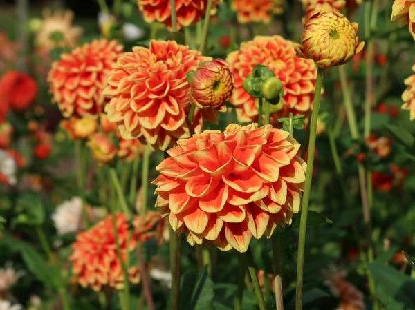 Rocketplay Casino No Deposit Bonus