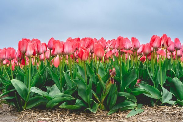 Jeux Gratuits Des Casinos