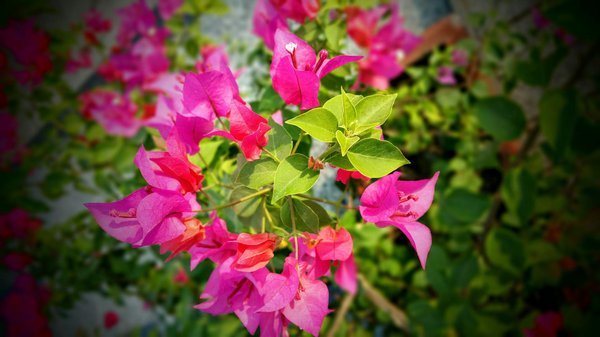 Chances De Gagner Au Casino De Jeu