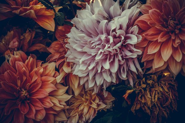 Casino à Sous D Orchidée Blanche Gagne