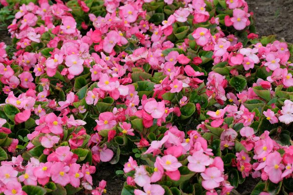 Nouveaux Bonus De Caisse De Casino En Ligne