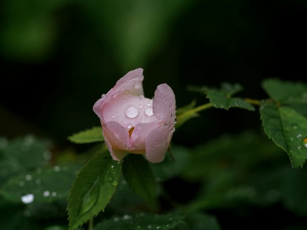 Jouer Gratuits Blackjack