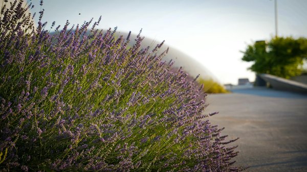 Pas De Bonus De Roulette De Dépôt