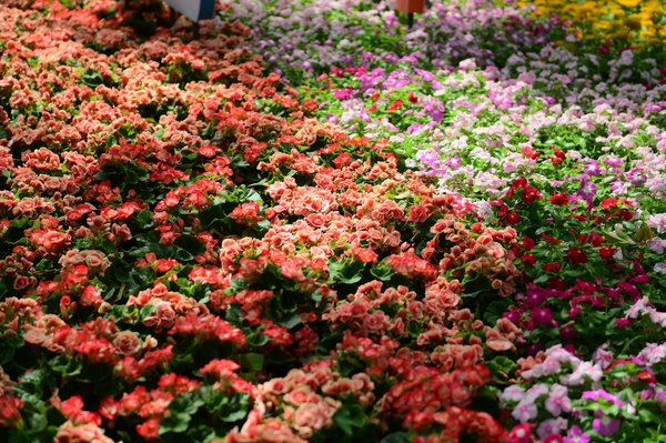 Jeu De Roulette Gratuits En Ligne