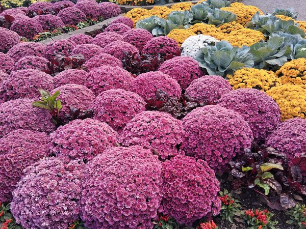 Blackjack Sans Inscription