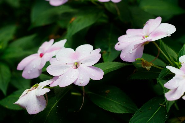 Transformez votre intérieur avec la magie du rotin et bambou