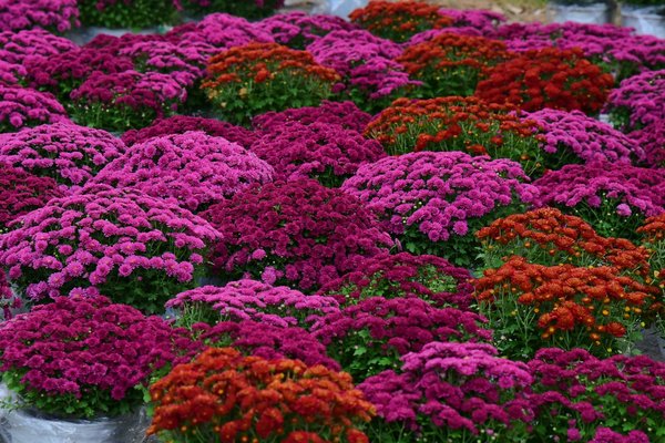 Infinity Casino No Deposit Bonus