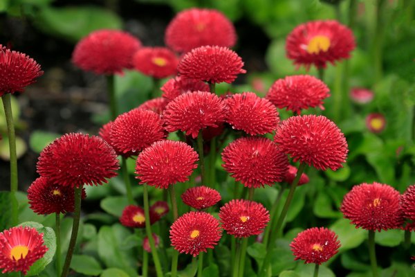 Roulette Probabilité