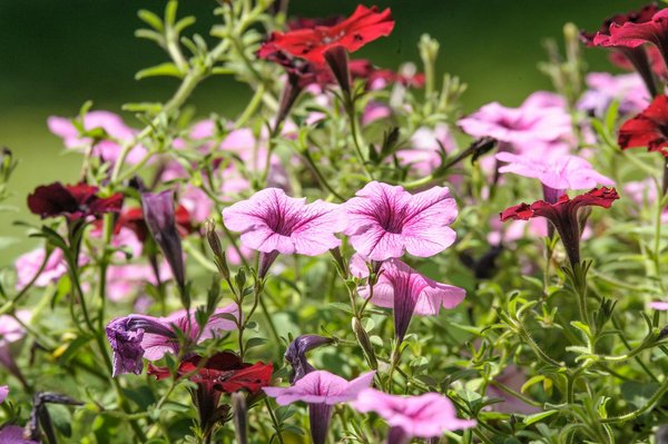 Jeu Belote Multijoueur