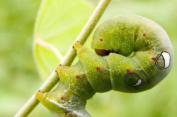 Les procédés pour se débarrasser des chenilles et des nids